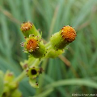 Gynura lycopersicifolia DC.